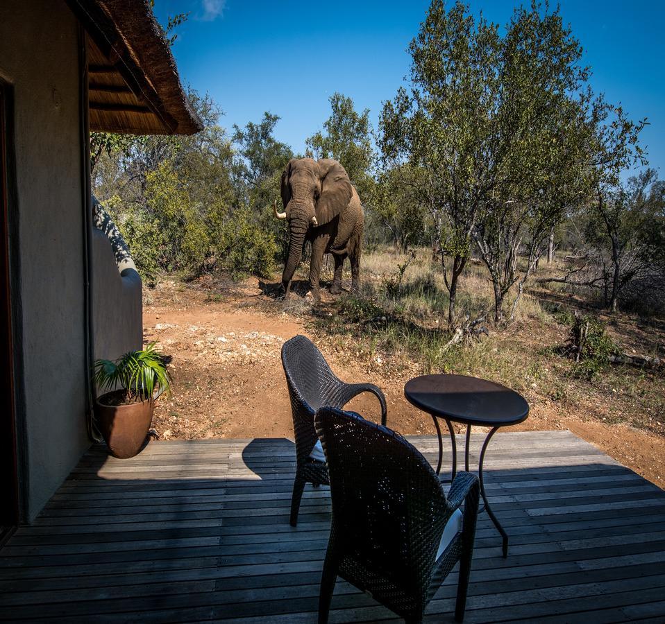 Garonga Safari Villa Makalali Game Reserve Eksteriør billede