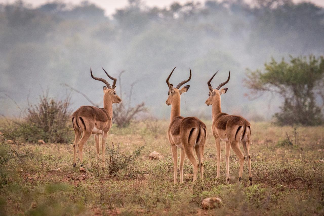Garonga Safari Villa Makalali Game Reserve Eksteriør billede