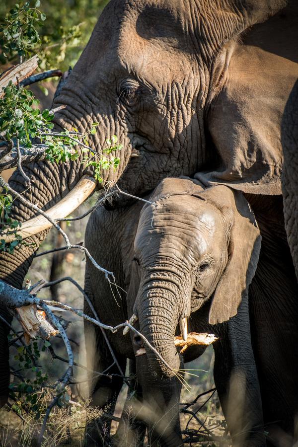 Garonga Safari Villa Makalali Game Reserve Eksteriør billede