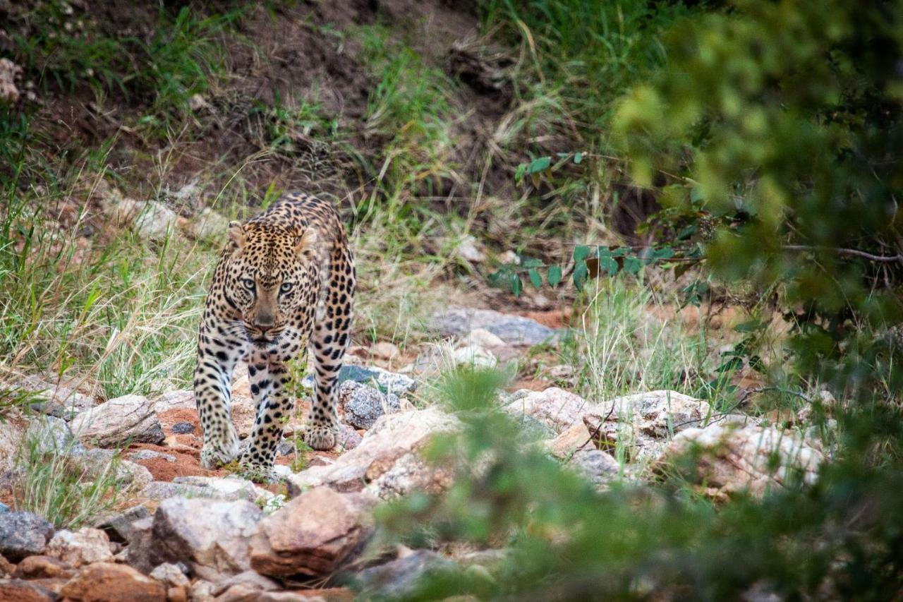 Garonga Safari Villa Makalali Game Reserve Eksteriør billede