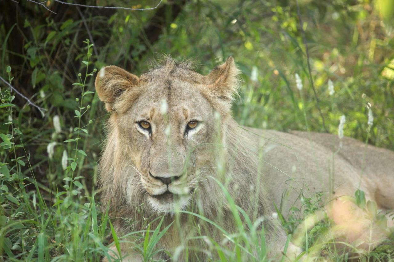 Garonga Safari Villa Makalali Game Reserve Eksteriør billede