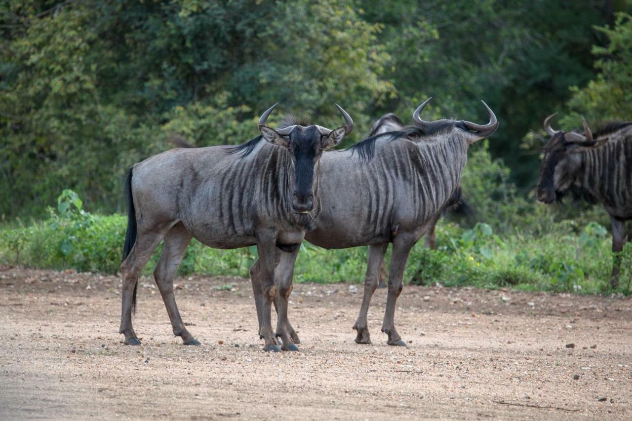 Garonga Safari Villa Makalali Game Reserve Eksteriør billede