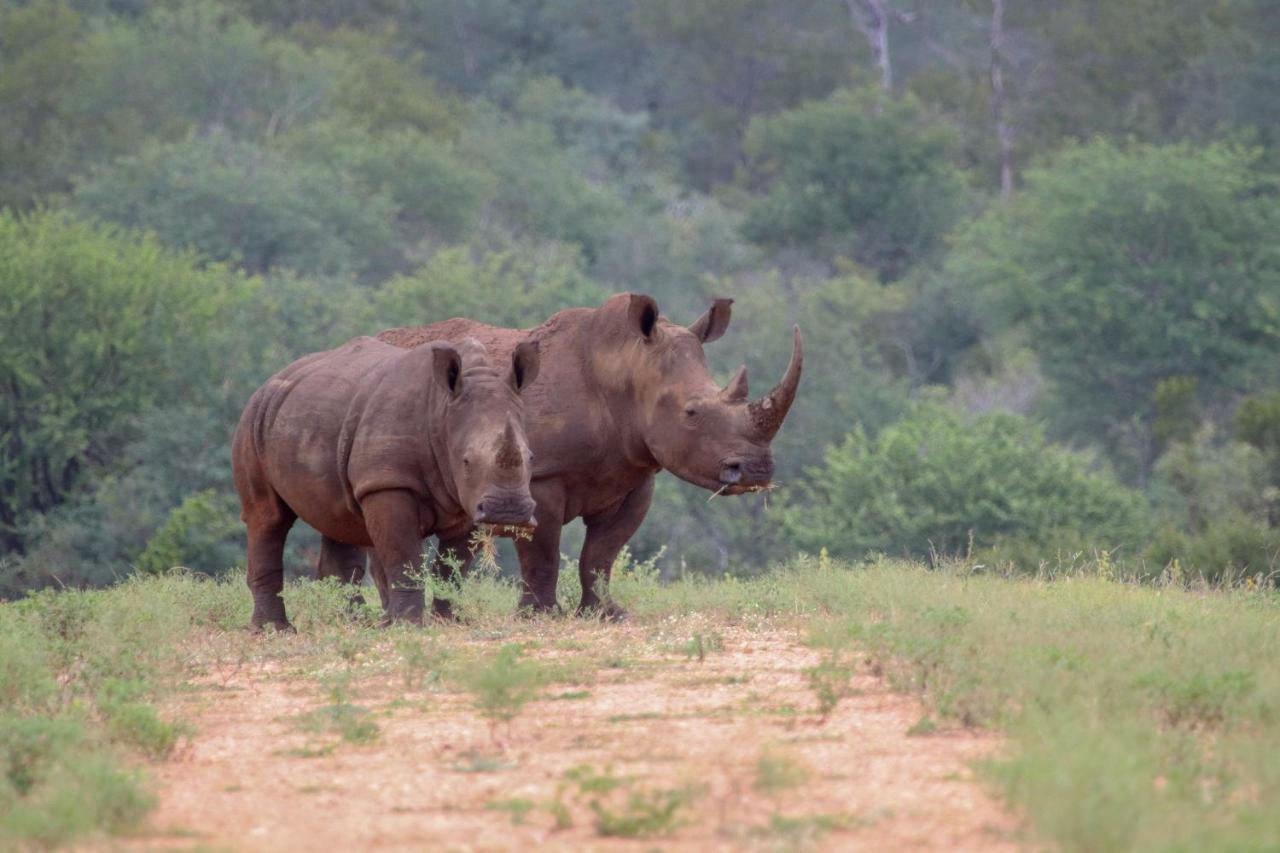 Garonga Safari Villa Makalali Game Reserve Eksteriør billede