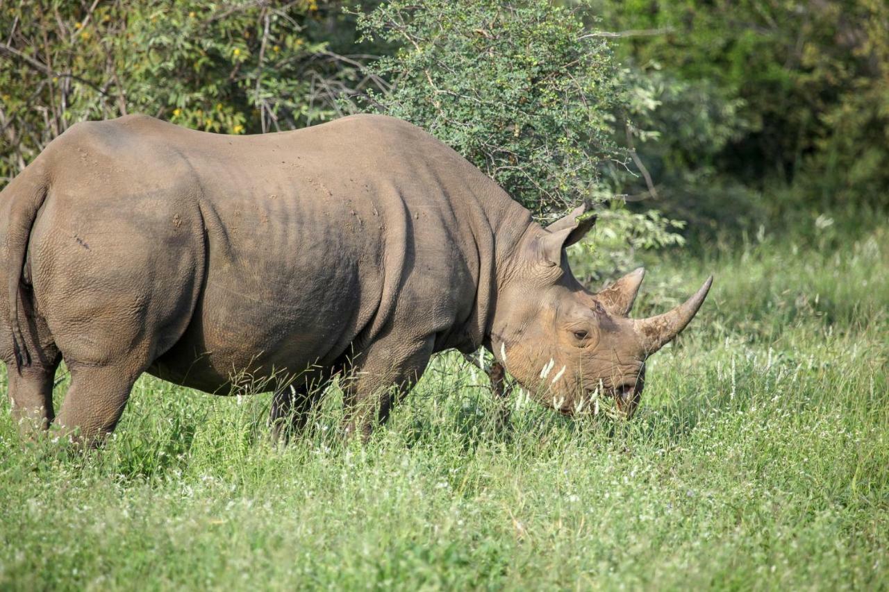 Garonga Safari Villa Makalali Game Reserve Eksteriør billede