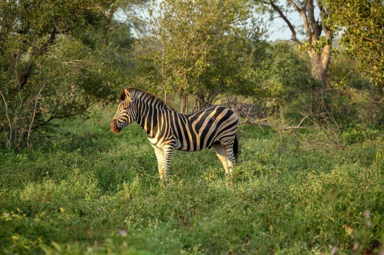Garonga Safari Villa Makalali Game Reserve Eksteriør billede